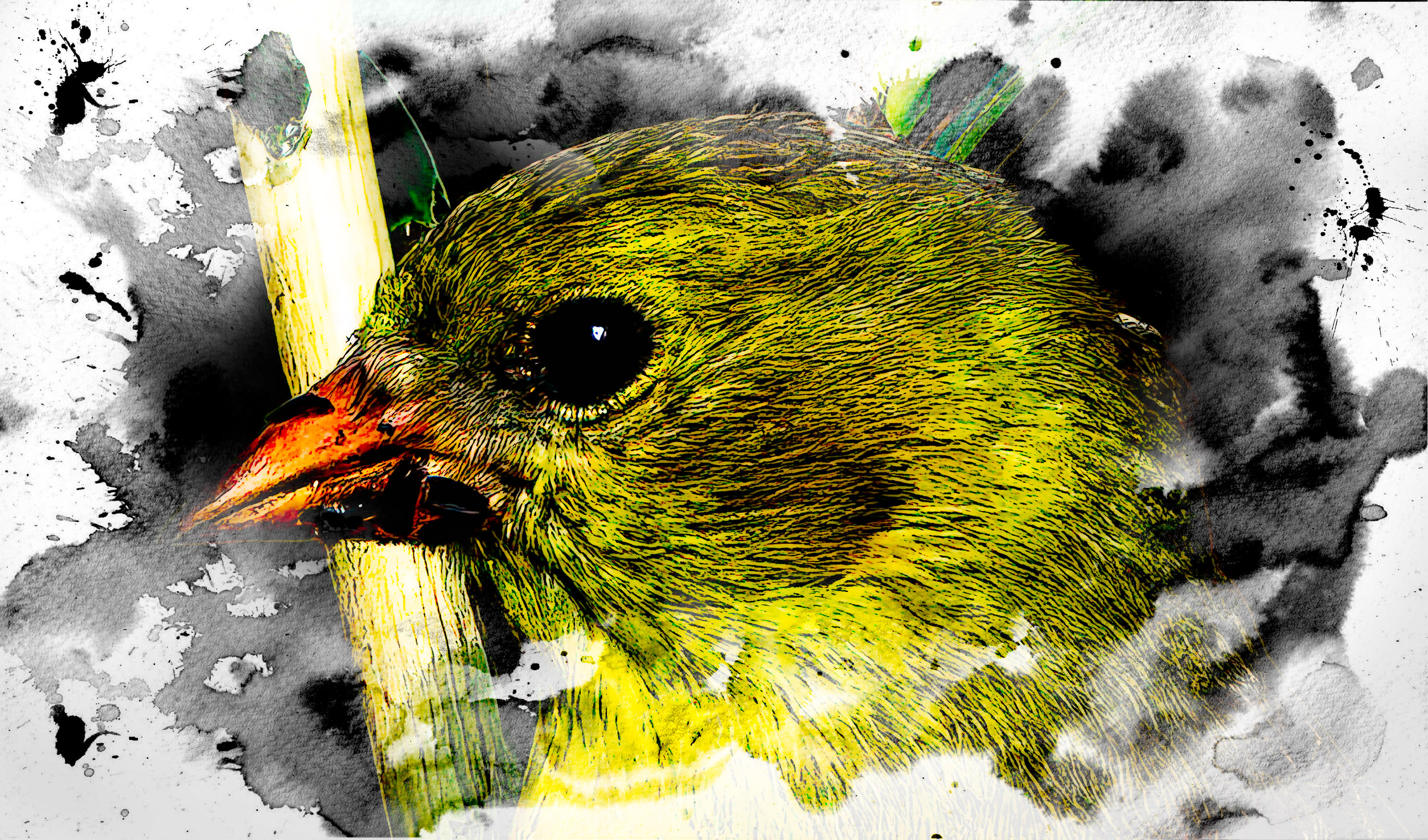 2nd PrizeCreative Artistry In Class 3 By Mark Cohen For Yellow Throat SEP-2025.jpg